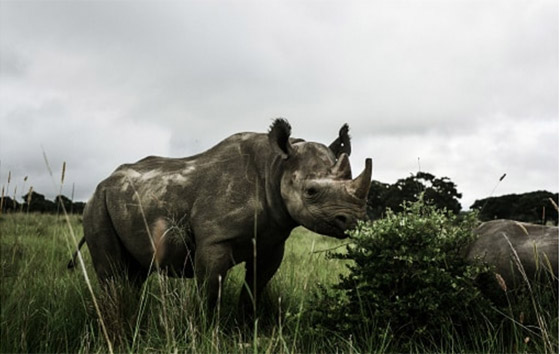 صور أبرز 10 حيوانات انقرضت حديثاً بسبب هيمنة البشرية وتغير المناخ صورة رقم 5