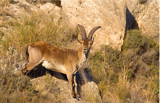 صور أبرز 10 حيوانات انقرضت حديثاً بسبب هيمنة البشرية وتغير المناخ صورة رقم 9