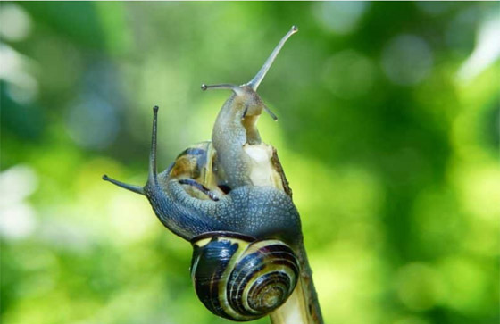 صور أبرز 10 حيوانات انقرضت حديثاً بسبب هيمنة البشرية وتغير المناخ صورة رقم 8