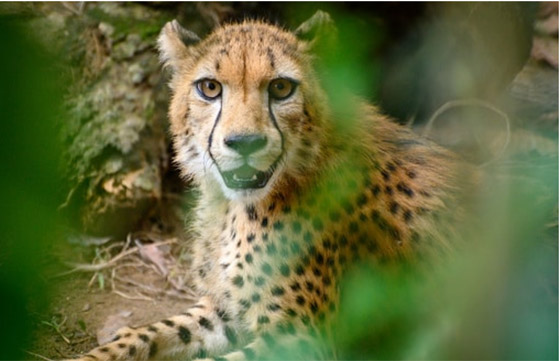 صور أبرز 10 حيوانات انقرضت حديثاً بسبب هيمنة البشرية وتغير المناخ صورة رقم 10