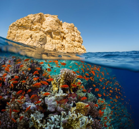 لعشاق الغوص.. أجمل أماكن الشعاب المرجانية حول العالم صورة رقم 2