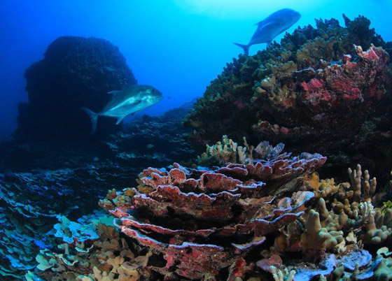 لعشاق الغوص.. أجمل أماكن الشعاب المرجانية حول العالم صورة رقم 6