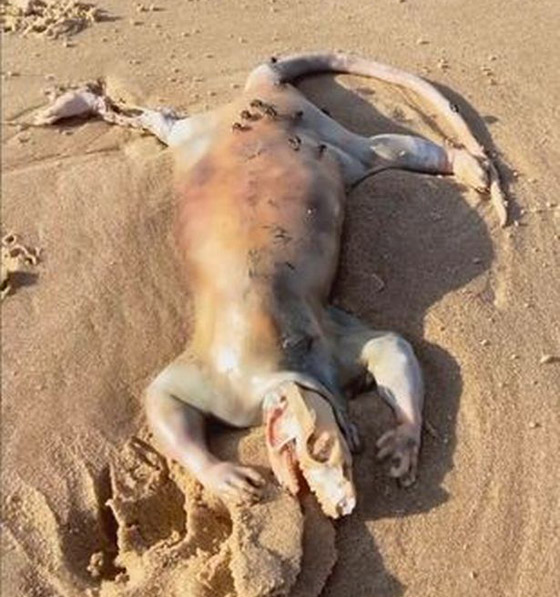 العثور على كائن غريب وغامض على شاطئ أسترالي ويحير الجميع صورة رقم 1