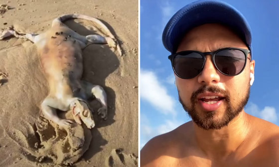 العثور على كائن غريب وغامض على شاطئ أسترالي ويحير الجميع صورة رقم 2