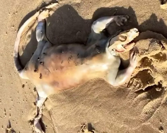 العثور على كائن غريب وغامض على شاطئ أسترالي ويحير الجميع صورة رقم 4