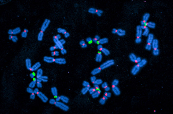 اختراق طبي جديد.. علماء ينشرون أول خريطة كاملة للجينوم البشري صورة رقم 1 اختراق طبي جديد.. علماء ينشرون أول خريطة كاملة للجينوم البشري صورة رقم 1