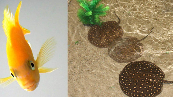 اكتشاف مذهل بشأن بعض أنواع الأسماك: تجيد حل عمليات حسابية! صورة رقم 3