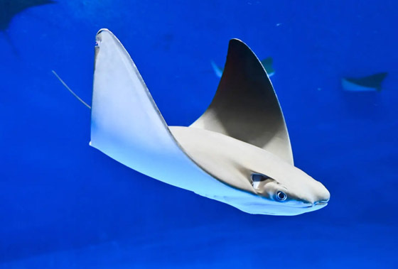 اكتشاف مذهل بشأن بعض أنواع الأسماك: تجيد حل عمليات حسابية! صورة رقم 2