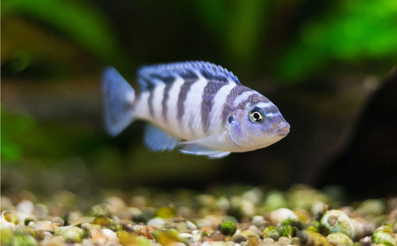 اكتشاف مذهل بشأن بعض أنواع الأسماك: تجيد حل عمليات حسابية! صورة رقم 1