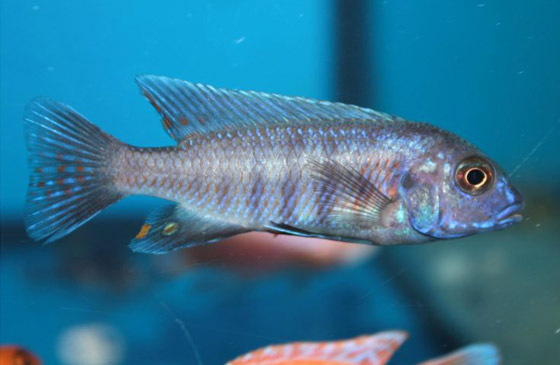 اكتشاف مذهل بشأن بعض أنواع الأسماك: تجيد حل عمليات حسابية! صورة رقم 4