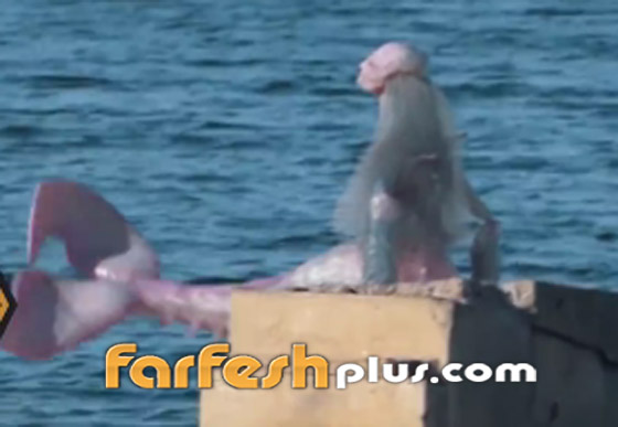 بالفيديو: ظهور حورية البحر على أحد الشواطئ.. حقيقة أم خدعة؟ صورة رقم 5 بالفيديو: ظهور حورية البحر على أحد الشواطئ.. حقيقة أم خدعة؟ صورة رقم 5