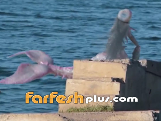 بالفيديو: ظهور حورية البحر على أحد الشواطئ.. حقيقة أم خدعة؟ صورة رقم 6 بالفيديو: ظهور حورية البحر على أحد الشواطئ.. حقيقة أم خدعة؟ صورة رقم 6