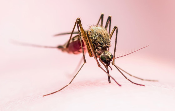 هل يختل توازن البيئة باختفاء البعوض؟ محاولة تعديله وراثيا لمنعه نقل الأمراض صورة رقم 1 هل يختل توازن البيئة باختفاء البعوض؟ محاولة تعديله وراثيا لمنعه نقل الأمراض صورة رقم 1