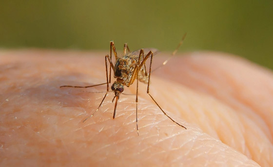 هل يختل توازن البيئة باختفاء البعوض؟ محاولة تعديله وراثيا لمنعه نقل الأمراض صورة رقم 8 هل يختل توازن البيئة باختفاء البعوض؟ محاولة تعديله وراثيا لمنعه نقل الأمراض صورة رقم 8