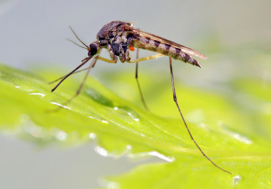 هل يختل توازن البيئة باختفاء البعوض؟ محاولة تعديله وراثيا لمنعه نقل الأمراض صورة رقم 4 هل يختل توازن البيئة باختفاء البعوض؟ محاولة تعديله وراثيا لمنعه نقل الأمراض صورة رقم 4