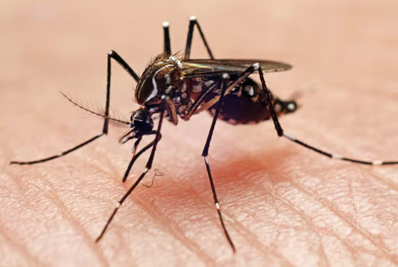 هل يختل توازن البيئة باختفاء البعوض؟ محاولة تعديله وراثيا لمنعه نقل الأمراض صورة رقم 9 هل يختل توازن البيئة باختفاء البعوض؟ محاولة تعديله وراثيا لمنعه نقل الأمراض صورة رقم 9