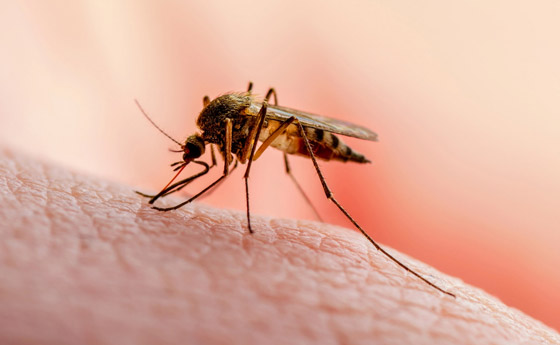 هل يختل توازن البيئة باختفاء البعوض؟ محاولة تعديله وراثيا لمنعه نقل الأمراض صورة رقم 3 هل يختل توازن البيئة باختفاء البعوض؟ محاولة تعديله وراثيا لمنعه نقل الأمراض صورة رقم 3