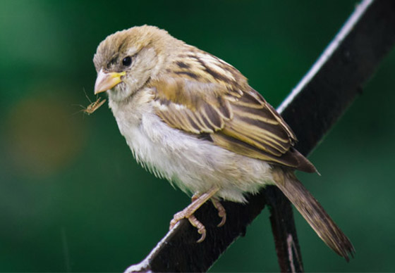 هل يختل توازن البيئة باختفاء البعوض؟ محاولة تعديله وراثيا لمنعه نقل الأمراض صورة رقم 7 هل يختل توازن البيئة باختفاء البعوض؟ محاولة تعديله وراثيا لمنعه نقل الأمراض صورة رقم 7