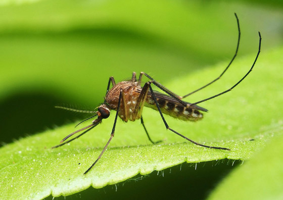 هل يختل توازن البيئة باختفاء البعوض؟ محاولة تعديله وراثيا لمنعه نقل الأمراض صورة رقم 10 هل يختل توازن البيئة باختفاء البعوض؟ محاولة تعديله وراثيا لمنعه نقل الأمراض صورة رقم 10