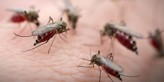 هل يختل توازن البيئة باختفاء البعوض؟ محاولة تعديله وراثيا لمنعه نقل الأمراض صورة رقم 6 هل يختل توازن البيئة باختفاء البعوض؟ محاولة تعديله وراثيا لمنعه نقل الأمراض صورة رقم 6