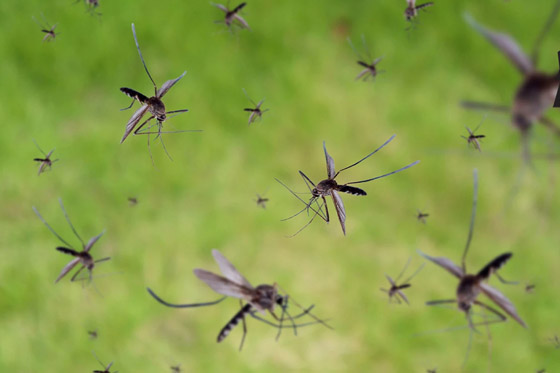 هل يختل توازن البيئة باختفاء البعوض؟ محاولة تعديله وراثيا لمنعه نقل الأمراض صورة رقم 5 هل يختل توازن البيئة باختفاء البعوض؟ محاولة تعديله وراثيا لمنعه نقل الأمراض صورة رقم 5