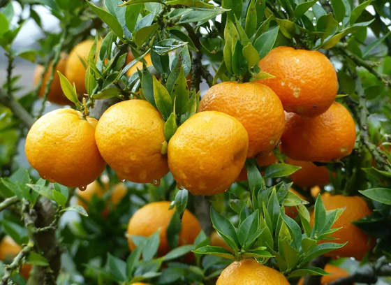 رغم صغر حجمها.. هذا ما تفعله حبة واحدة من الكلمنتين (الكلمنتينا) صورة رقم 7