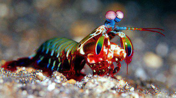 بالصور أغرب أنواع الأسماك وأبرز المعلومات عنها صورة رقم 10 بالصور أغرب أنواع الأسماك وأبرز المعلومات عنها صورة رقم 10