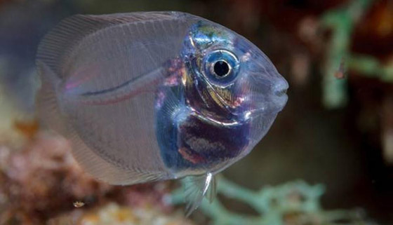 بالصور أغرب أنواع الأسماك وأبرز المعلومات عنها صورة رقم 3 بالصور أغرب أنواع الأسماك وأبرز المعلومات عنها صورة رقم 3