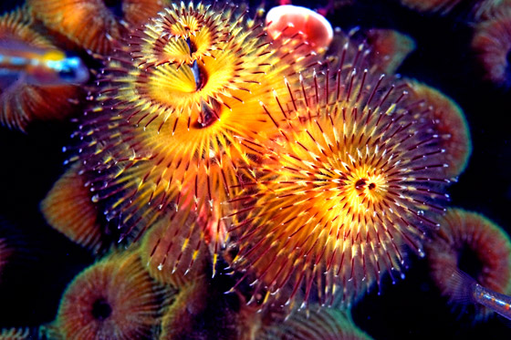 بالصور أغرب أنواع الأسماك وأبرز المعلومات عنها صورة رقم 5 بالصور أغرب أنواع الأسماك وأبرز المعلومات عنها صورة رقم 5