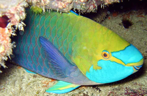 بالصور أغرب أنواع الأسماك وأبرز المعلومات عنها صورة رقم 8 بالصور أغرب أنواع الأسماك وأبرز المعلومات عنها صورة رقم 8