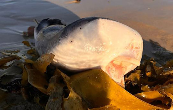 فيديو كائن بحري غريب على شاطئ أسترالي.. ما التفسير العلمي؟ صورة رقم 2 فيديو كائن بحري غريب على شاطئ أسترالي.. ما التفسير العلمي؟ صورة رقم 2