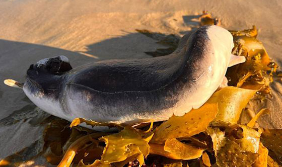 فيديو كائن بحري غريب على شاطئ أسترالي.. ما التفسير العلمي؟ صورة رقم 3 فيديو كائن بحري غريب على شاطئ أسترالي.. ما التفسير العلمي؟ صورة رقم 3