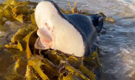 فيديو كائن بحري غريب على شاطئ أسترالي.. ما التفسير العلمي؟ صورة رقم 4 فيديو كائن بحري غريب على شاطئ أسترالي.. ما التفسير العلمي؟ صورة رقم 4