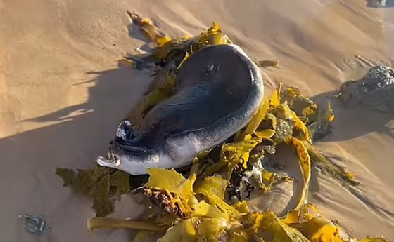 فيديو كائن بحري غريب على شاطئ أسترالي.. ما التفسير العلمي؟ صورة رقم 5 فيديو كائن بحري غريب على شاطئ أسترالي.. ما التفسير العلمي؟ صورة رقم 5