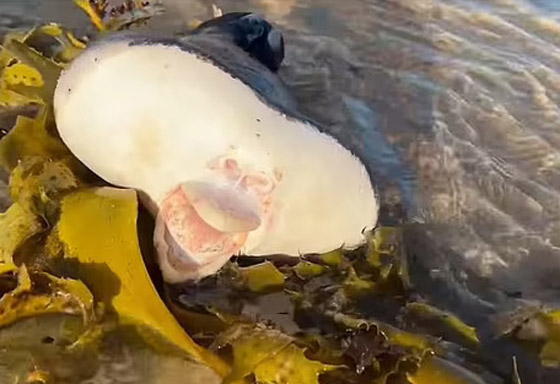 فيديو كائن بحري غريب على شاطئ أسترالي.. ما التفسير العلمي؟ صورة رقم 6 فيديو كائن بحري غريب على شاطئ أسترالي.. ما التفسير العلمي؟ صورة رقم 6