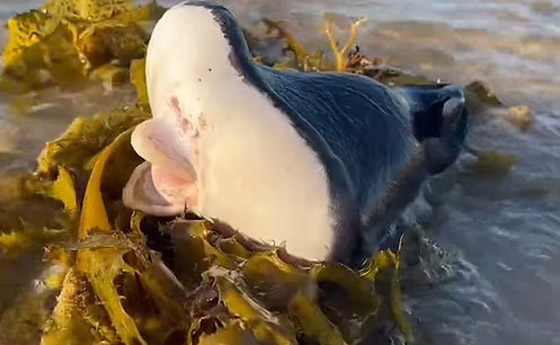 فيديو كائن بحري غريب على شاطئ أسترالي.. ما التفسير العلمي؟ صورة رقم 7 فيديو كائن بحري غريب على شاطئ أسترالي.. ما التفسير العلمي؟ صورة رقم 7