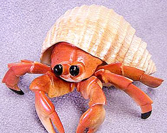 ألطف 10 حيوانات أليفة يجب عليك اقتناؤها في 2022 صورة رقم 10 ألطف 10 حيوانات أليفة يجب عليك اقتناؤها في 2022 صورة رقم 10