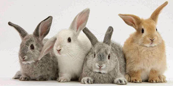 ألطف 10 حيوانات أليفة يجب عليك اقتناؤها في 2022 صورة رقم 4 ألطف 10 حيوانات أليفة يجب عليك اقتناؤها في 2022 صورة رقم 4