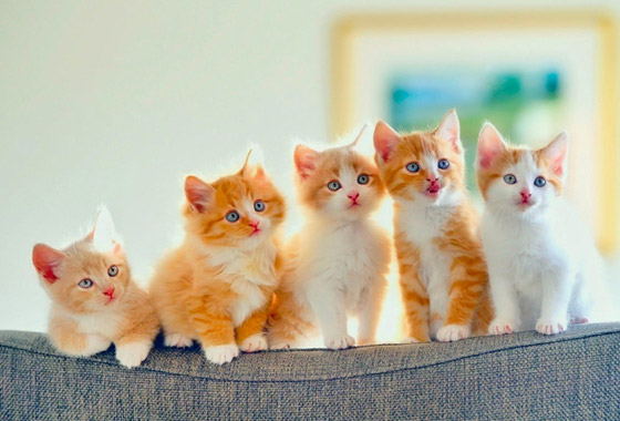 ألطف 10 حيوانات أليفة يجب عليك اقتناؤها في 2022 صورة رقم 5 ألطف 10 حيوانات أليفة يجب عليك اقتناؤها في 2022 صورة رقم 5