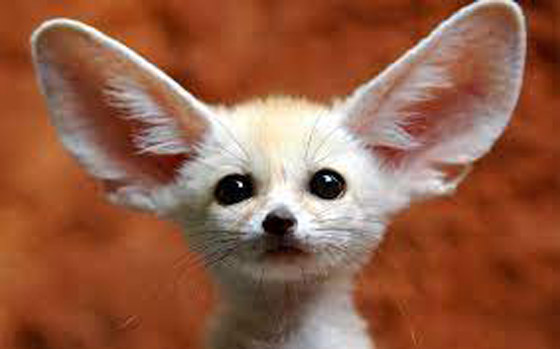 ألطف 10 حيوانات أليفة يجب عليك اقتناؤها في 2022 صورة رقم 7 ألطف 10 حيوانات أليفة يجب عليك اقتناؤها في 2022 صورة رقم 7