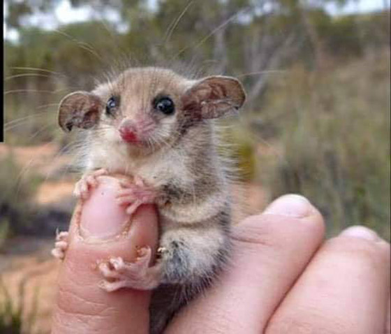 ألطف 10 حيوانات أليفة يجب عليك اقتناؤها في 2022 صورة رقم 8 ألطف 10 حيوانات أليفة يجب عليك اقتناؤها في 2022 صورة رقم 8