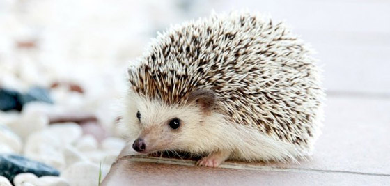 ألطف 10 حيوانات أليفة يجب عليك اقتناؤها في 2022 صورة رقم 9 ألطف 10 حيوانات أليفة يجب عليك اقتناؤها في 2022 صورة رقم 9