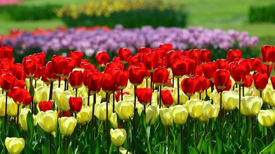 «باركو جياردينو سيغورتا».. أروع كنوز أوروبا الطبيعية صورة رقم 6