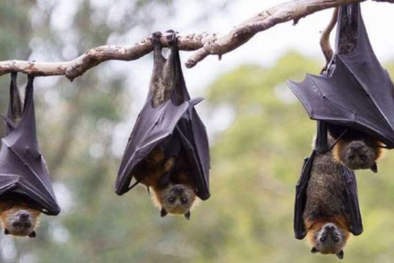 أغرب 10 حقائق لن تصدقها عن الخفافيش.. صيادي الليل المهرة 2022 صورة رقم 1