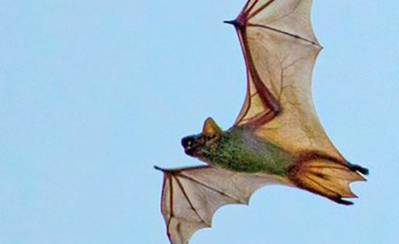 أغرب 10 حقائق لن تصدقها عن الخفافيش.. صيادي الليل المهرة 2022 صورة رقم 3