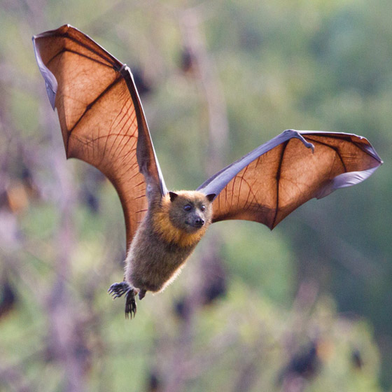 أغرب 10 حقائق لن تصدقها عن الخفافيش.. صيادي الليل المهرة 2022 صورة رقم 6