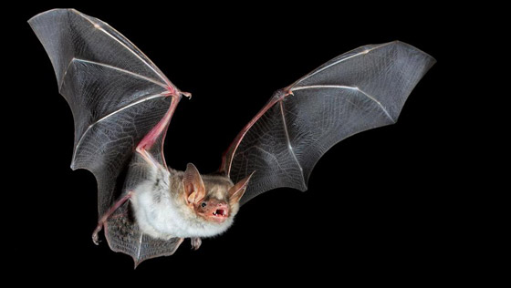 أغرب 10 حقائق لن تصدقها عن الخفافيش.. صيادي الليل المهرة 2022 صورة رقم 8