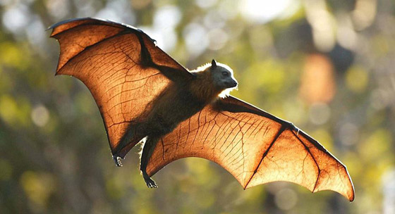 أغرب 10 حقائق لن تصدقها عن الخفافيش.. صيادي الليل المهرة 2022 صورة رقم 9