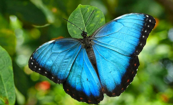 10 حقائق مذهلة عن فراشات المورفو الزرقاء صورة رقم 2