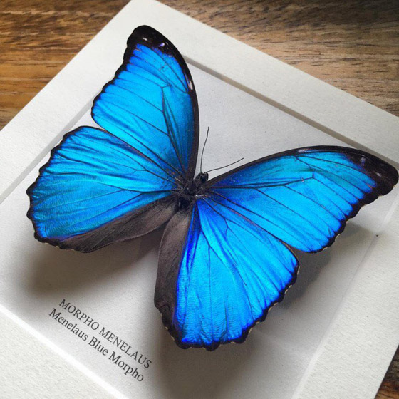 10 حقائق مذهلة عن فراشات المورفو الزرقاء صورة رقم 6